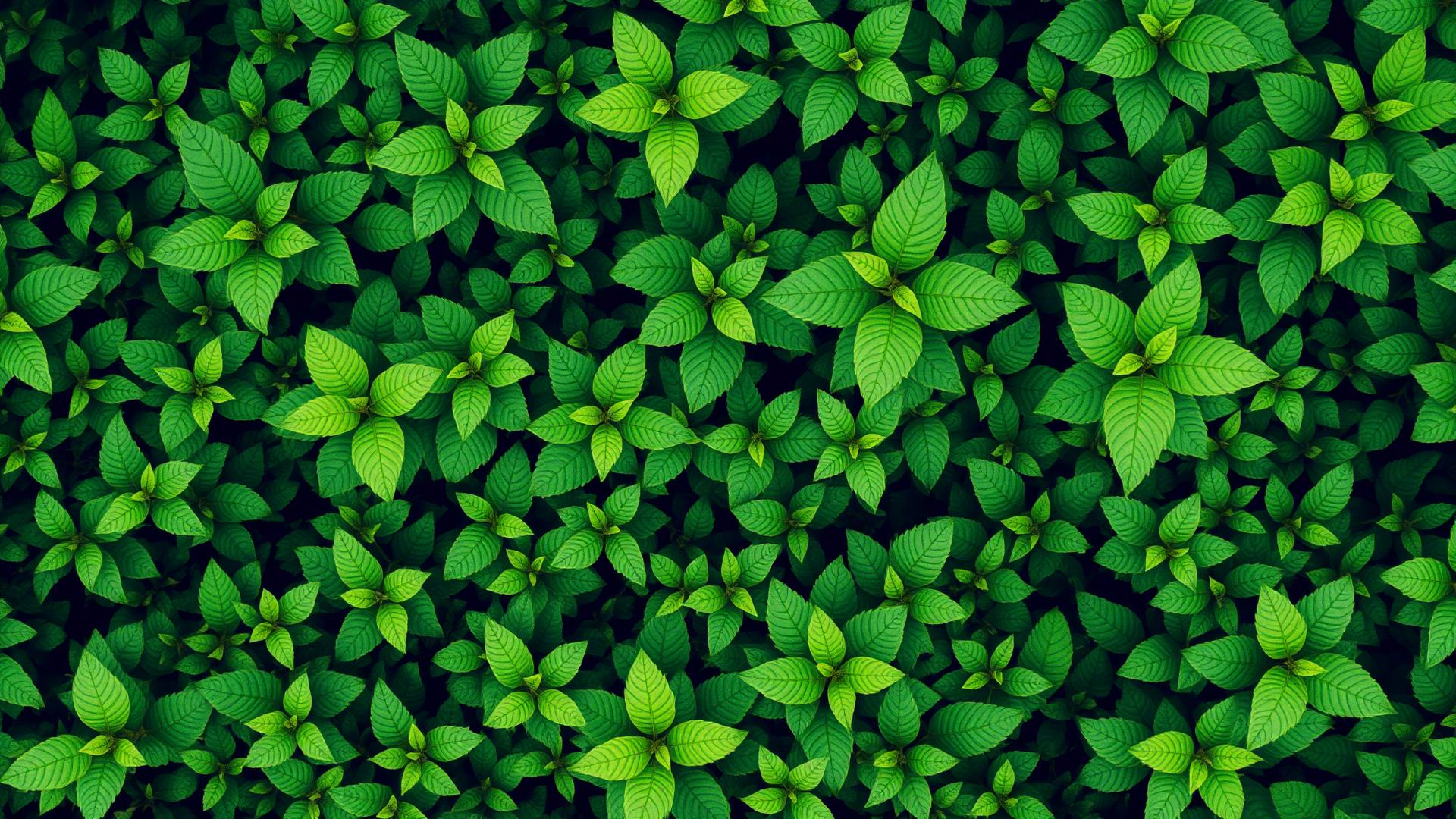 Lush green leaves representing growth